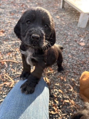 Les chiots de Cocker Spaniel Anglais