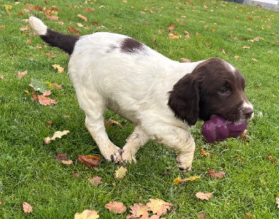 Les chiots de English Springer Spaniel