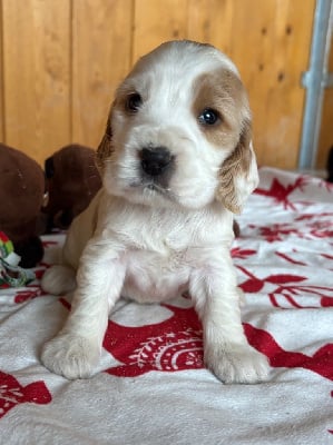 Les chiots de Cocker Spaniel Anglais