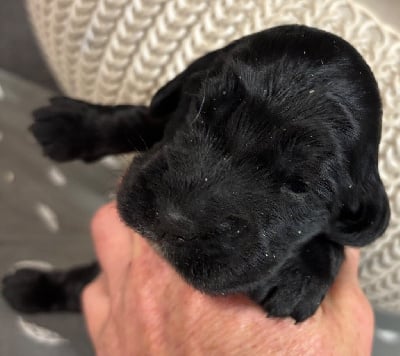 Les chiots de Cocker Spaniel Anglais