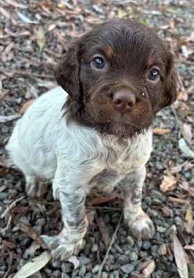 Les chiots de Epagneul Breton