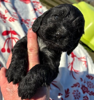 Les chiots de Cocker Spaniel Anglais