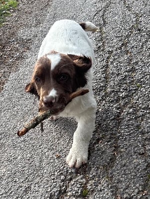 Les chiots de English Springer Spaniel