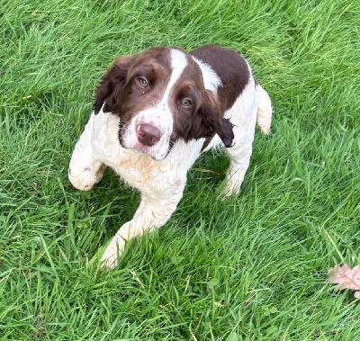 Les chiots de English Springer Spaniel