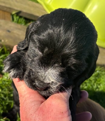 Les chiots de Cocker Spaniel Anglais