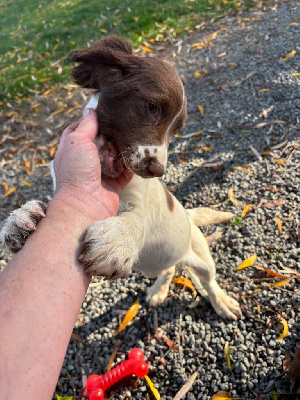 Les chiots de English Springer Spaniel