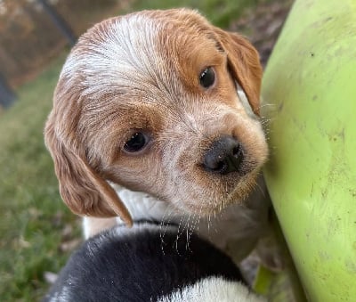 Les chiots de Epagneul Breton