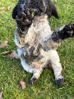 Les chiots de Cocker Spaniel Anglais
