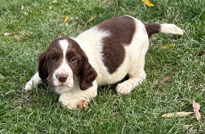 Les chiots de English Springer Spaniel