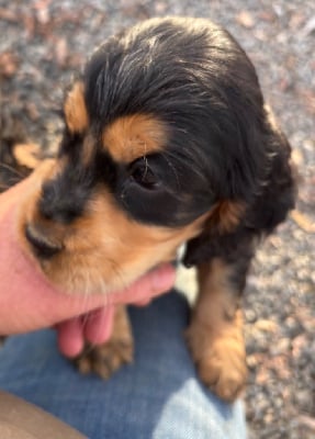 Les chiots de Cocker Spaniel Anglais