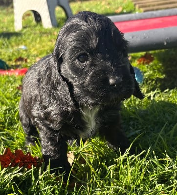Les chiots de Cocker Spaniel Anglais
