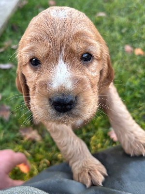 Les chiots de Cocker Spaniel Anglais