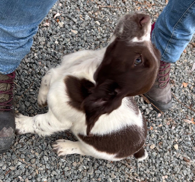Les chiots de English Springer Spaniel