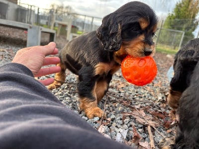 Les chiots de Cocker Spaniel Anglais