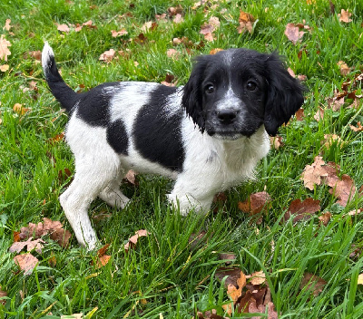 Les chiots de English Springer Spaniel