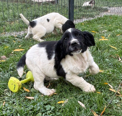 Les chiots de English Springer Spaniel