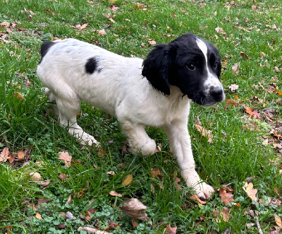Les chiots de English Springer Spaniel