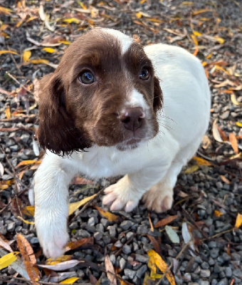 Les chiots de English Springer Spaniel