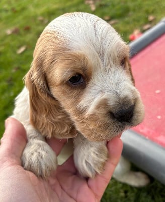 Les chiots de Cocker Spaniel Anglais