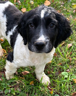 Les chiots de English Springer Spaniel