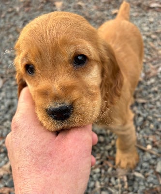 Les chiots de Cocker Spaniel Anglais