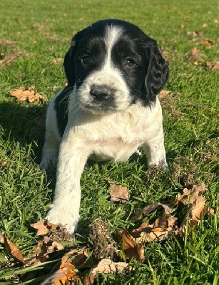 Les chiots de English Springer Spaniel