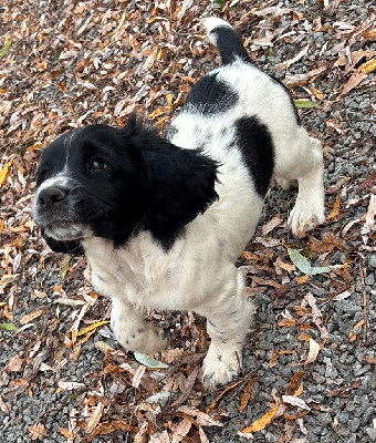 Les chiots de English Springer Spaniel