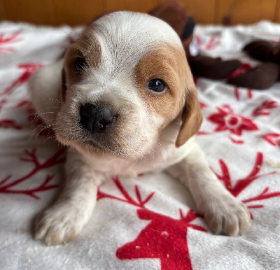 Les chiots de Epagneul Breton
