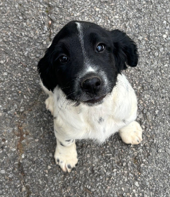 Les chiots de English Springer Spaniel