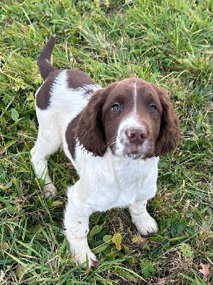 Les chiots de English Springer Spaniel