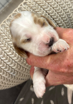 Les chiots de Cocker Spaniel Anglais