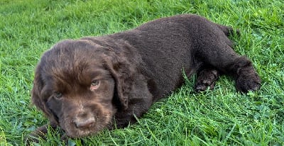Les chiots de Cocker Spaniel Anglais