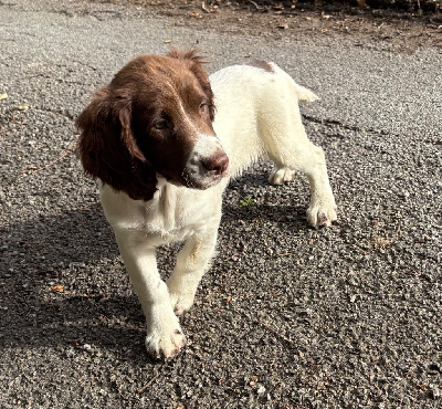Les chiots de English Springer Spaniel