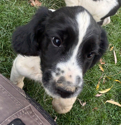 Les chiots de English Springer Spaniel