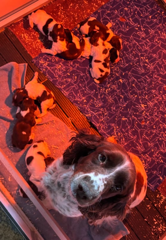 English Springer Spaniel - des Etangs de Dame Blanche