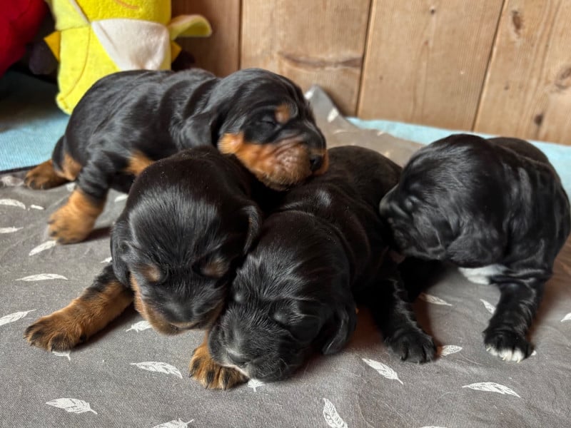 Cocker Spaniel Anglais - des Etangs de Dame Blanche