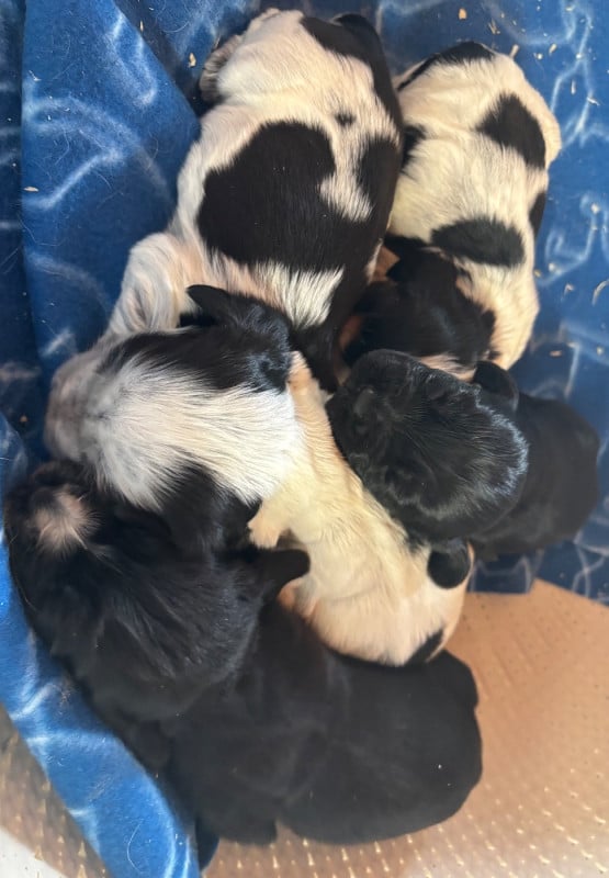 Cocker Spaniel Anglais - des Etangs de Dame Blanche
