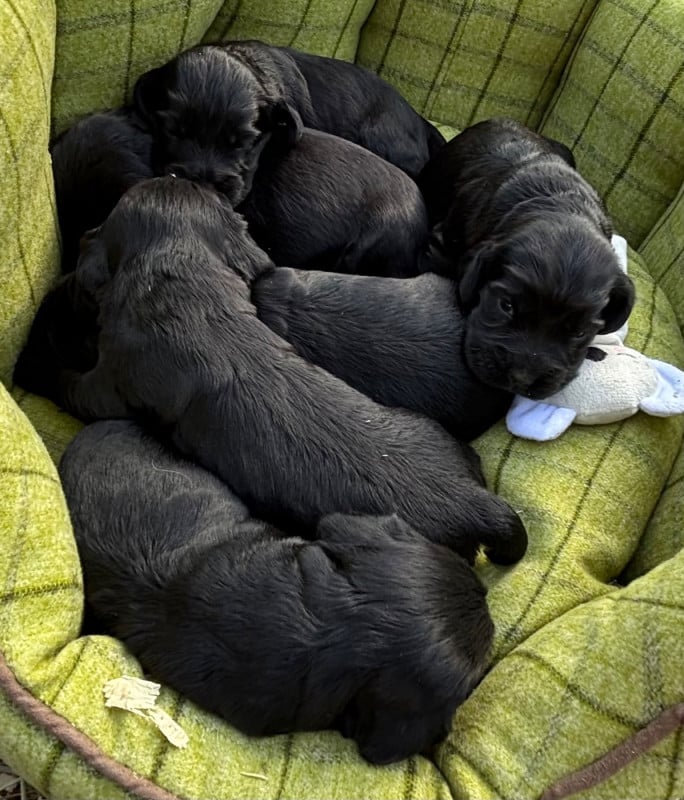 Cocker Spaniel Anglais - des Etangs de Dame Blanche