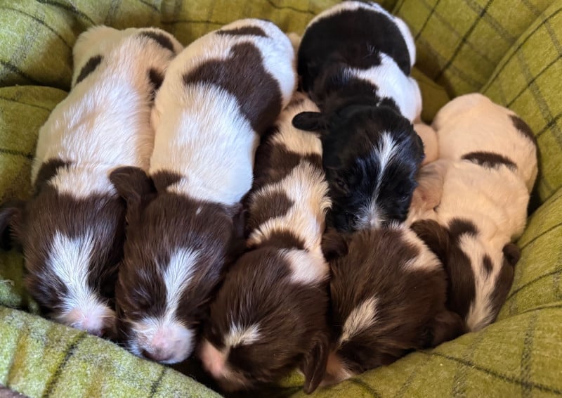 English Springer Spaniel - des Etangs de Dame Blanche