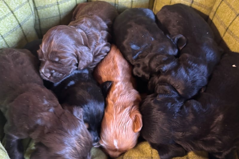 Cocker Spaniel Anglais - des Etangs de Dame Blanche