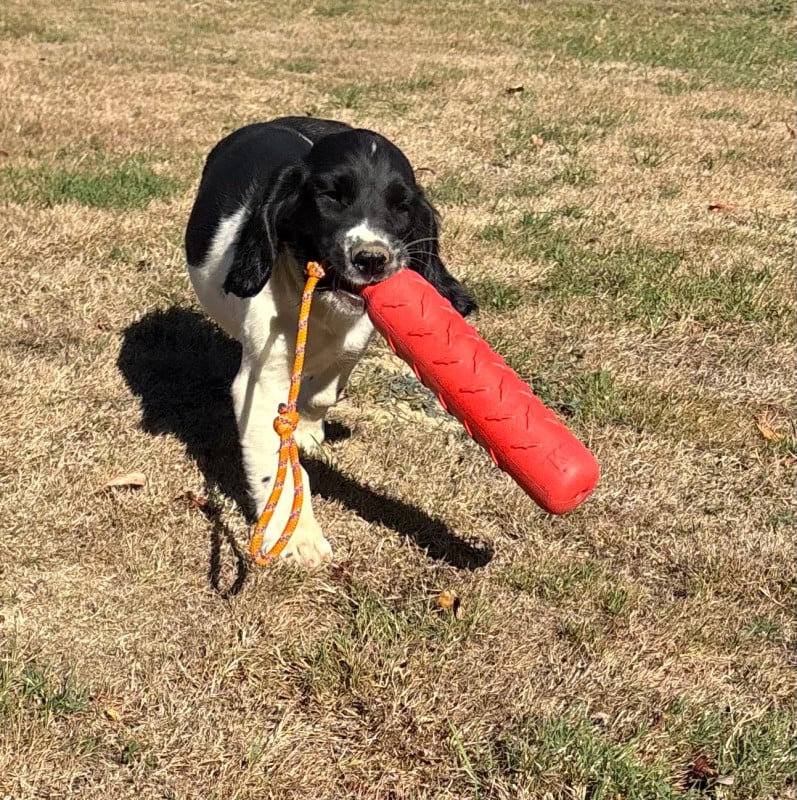 English Springer Spaniel - des Etangs de Dame Blanche