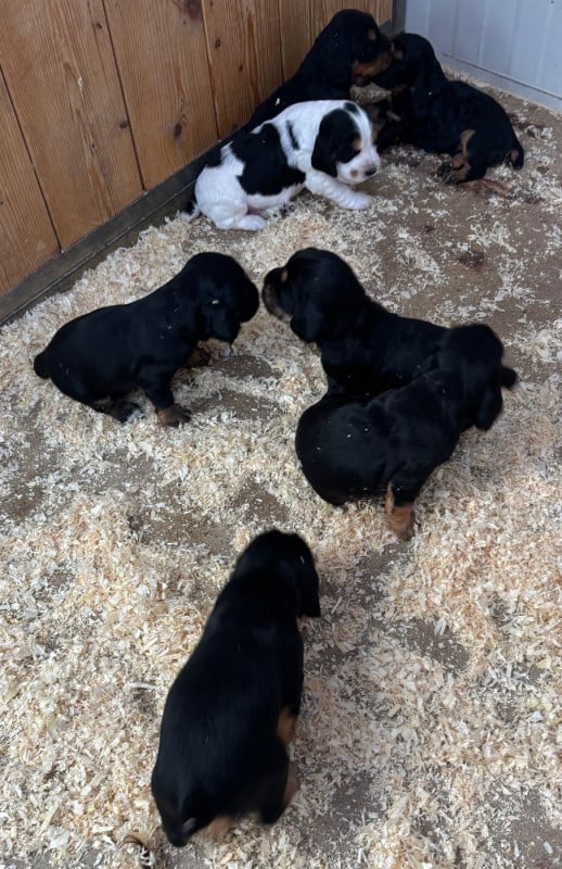 Cocker Spaniel Anglais - des Etangs de Dame Blanche