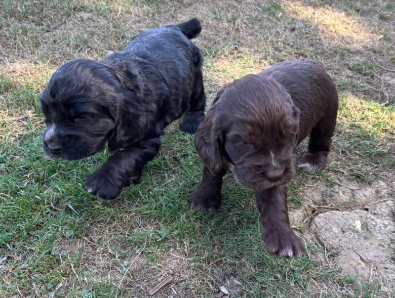 Cocker Spaniel Anglais - des Etangs de Dame Blanche