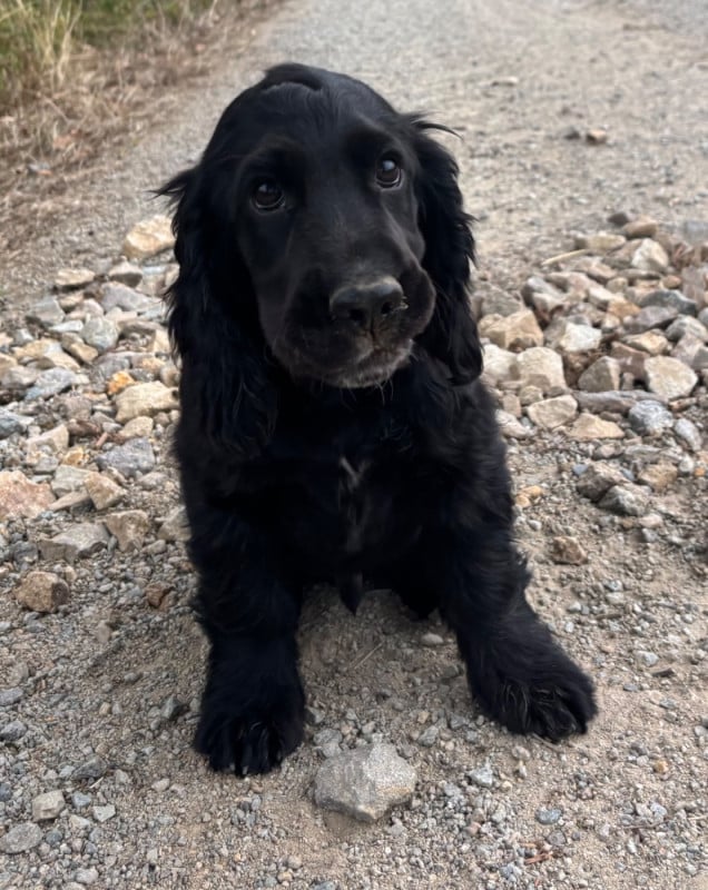 Cocker Spaniel Anglais - des Etangs de Dame Blanche
