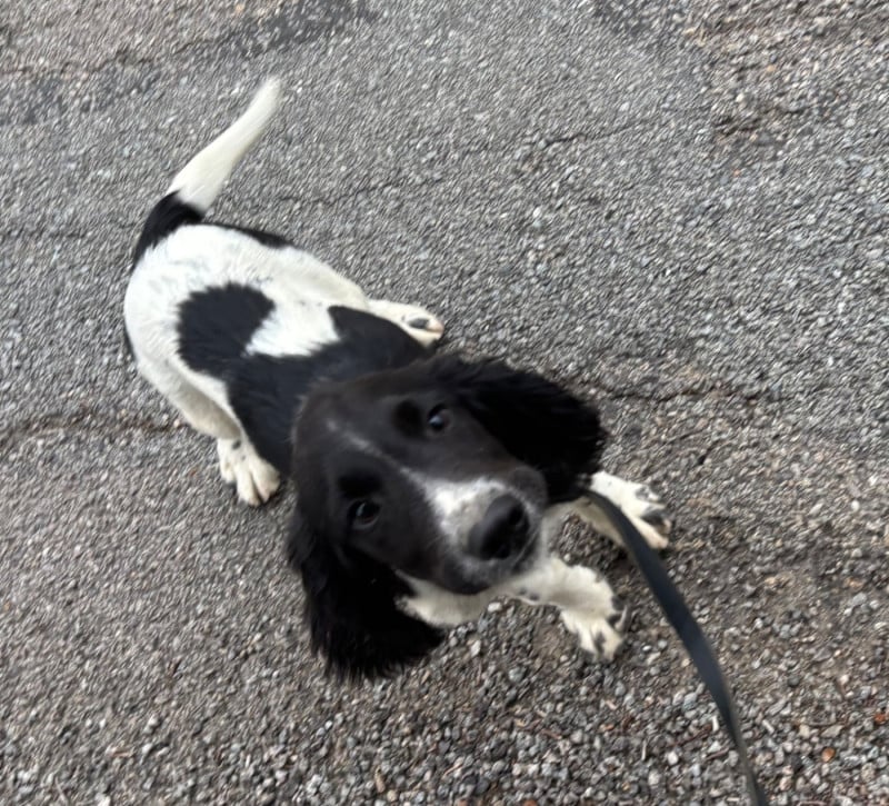 English Springer Spaniel - des Etangs de Dame Blanche