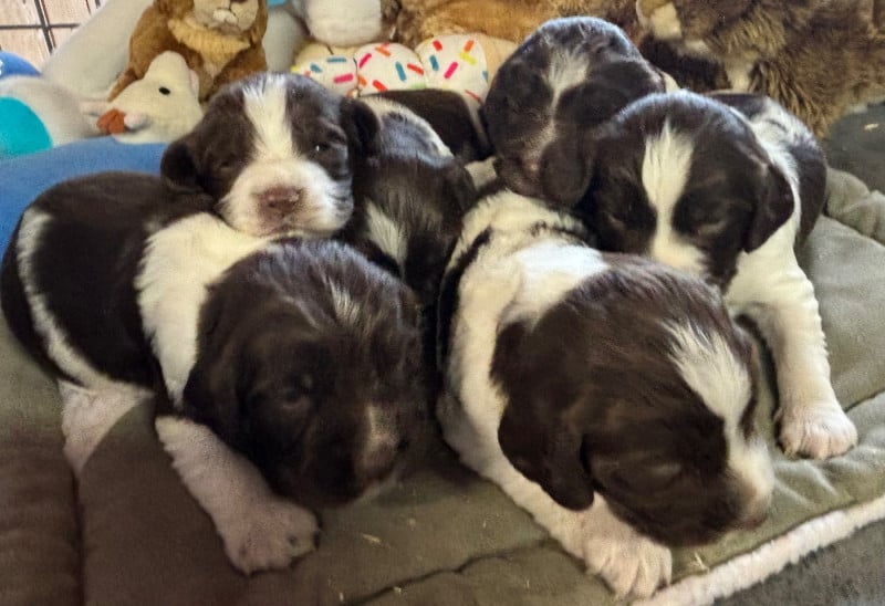 English Springer Spaniel - des Etangs de Dame Blanche