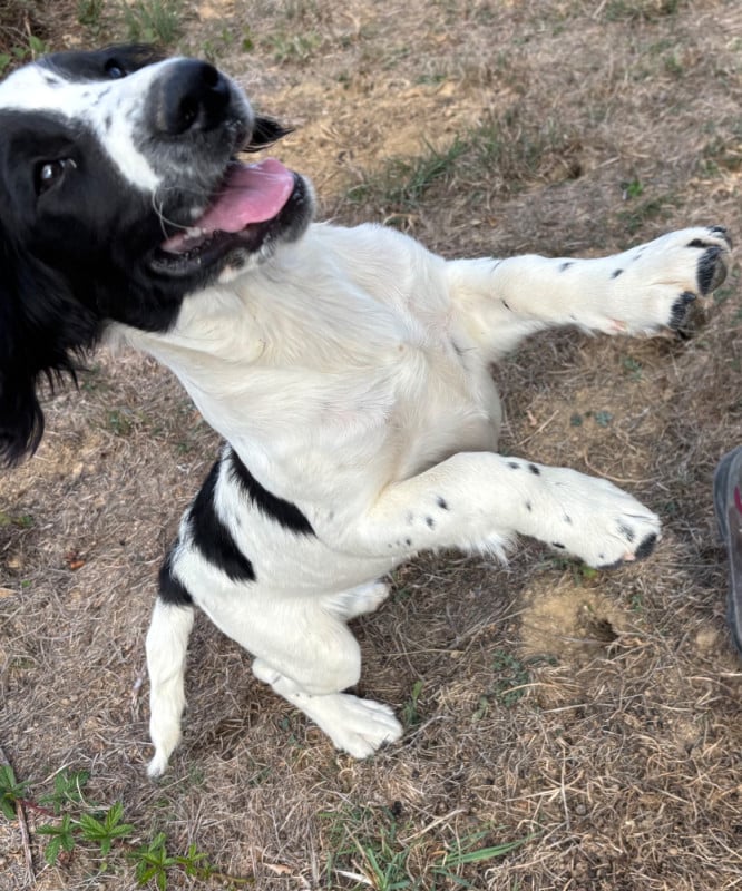 English Springer Spaniel - des Etangs de Dame Blanche