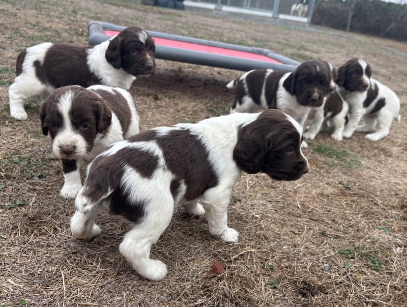 English Springer Spaniel - des Etangs de Dame Blanche