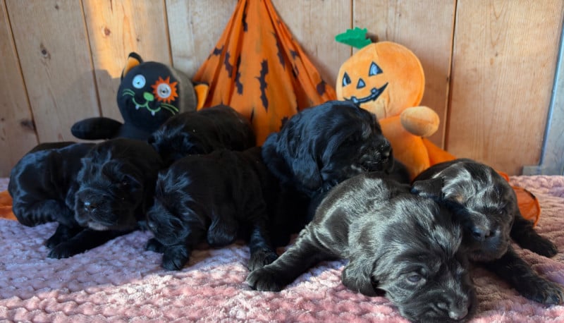 Cocker Spaniel Anglais - des Etangs de Dame Blanche