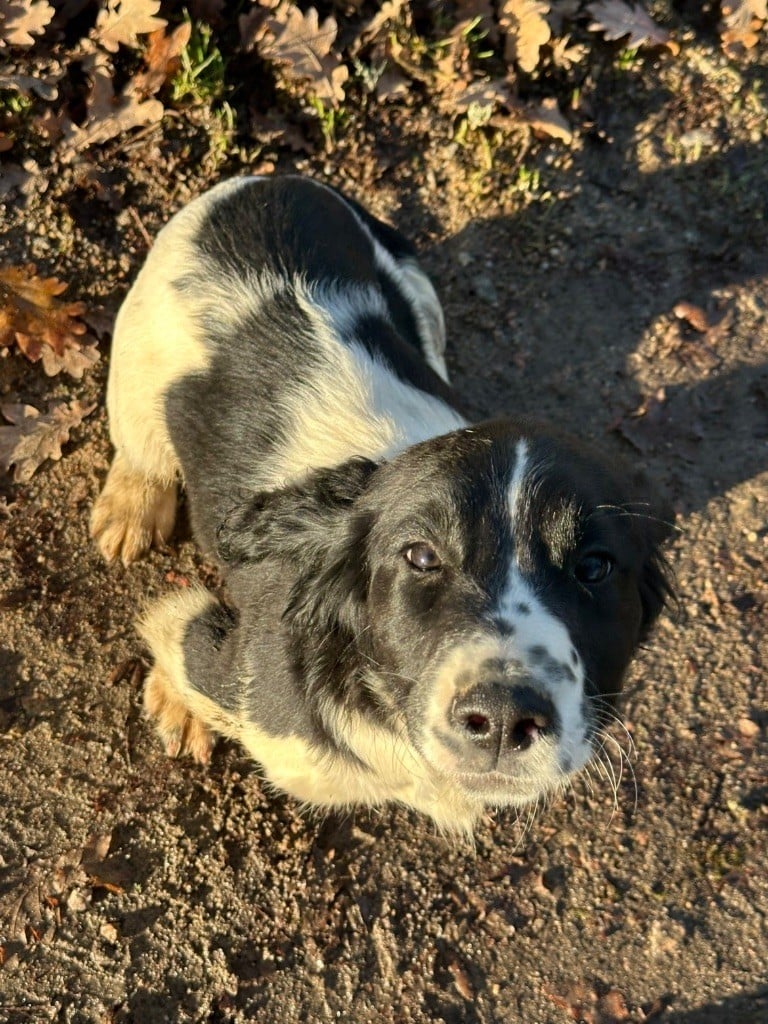 English Springer Spaniel - des Etangs de Dame Blanche